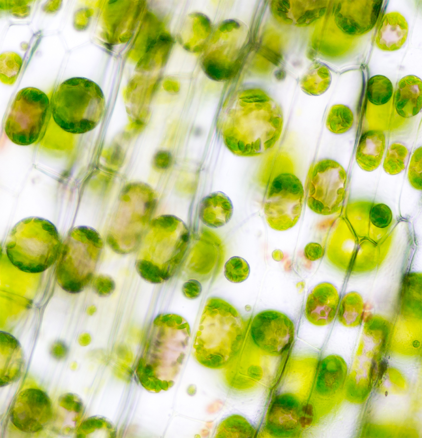 Green microalgae