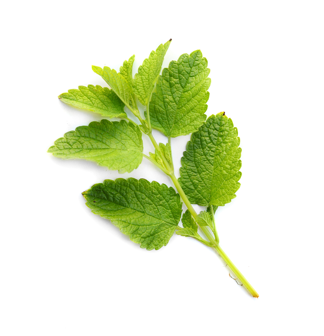 Lemon Balm Extract